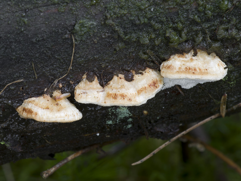 Postia rufescens